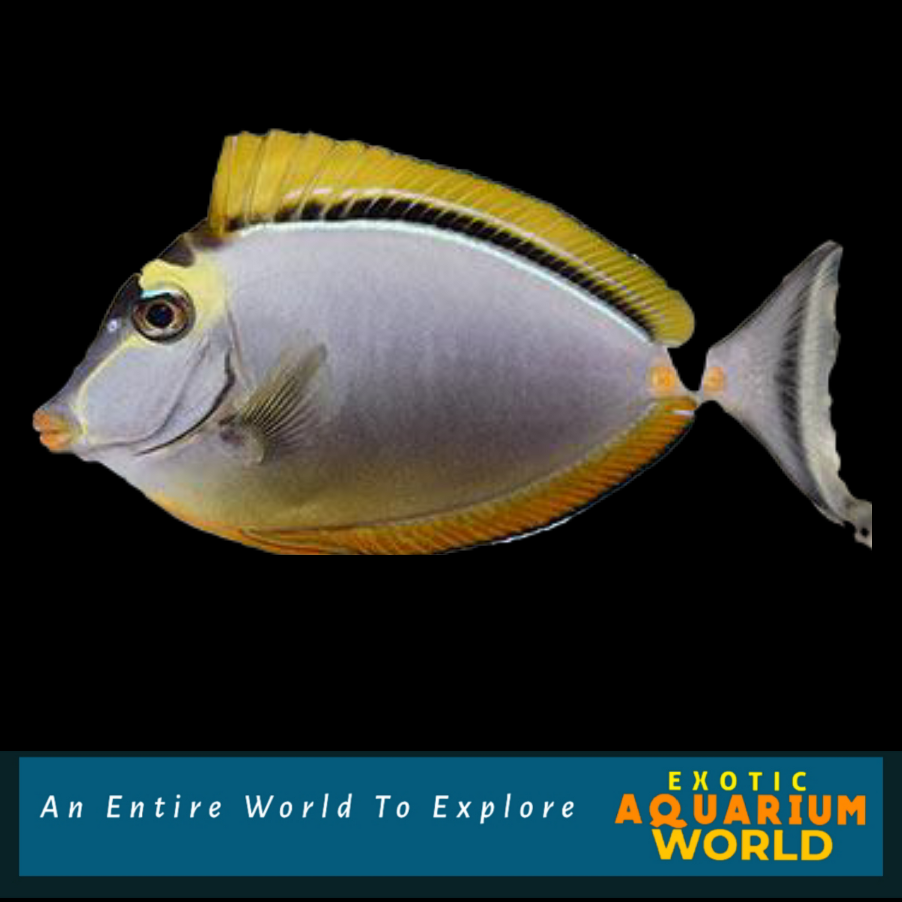 Blonde naso online tang care