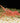 Camel Shrimp (Rhynchocinetes durbanensis)
