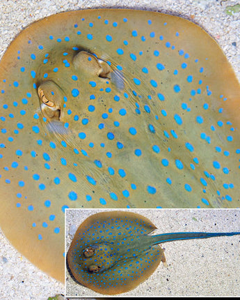 Blue Dot Stingray EXPERT ONLY (Taeniura lymma)