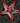 Red Knob Sea Star (Protoreaster linckii)