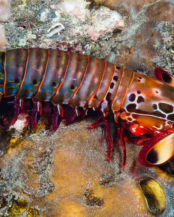 Peacock clown mantis shrimp (Odontodactylus scyllarus) 2"