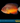 Rusty Angelfish (Centropyge ferrugata)