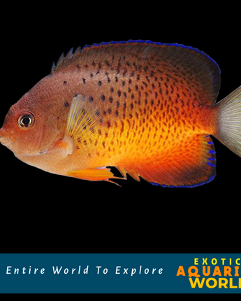 Rusty Angelfish (Centropyge ferrugata)