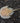 Horseshoe Crab (Limulus polyphemus)
