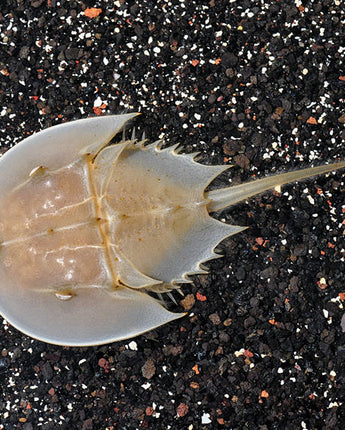 Horseshoe Crab (Limulus polyphemus)